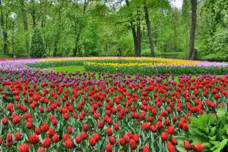 Фестиваль тюльпанов на Елагином острове
