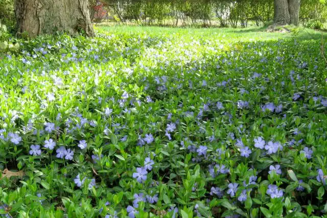 Барвинок малый (Vinca Minor)