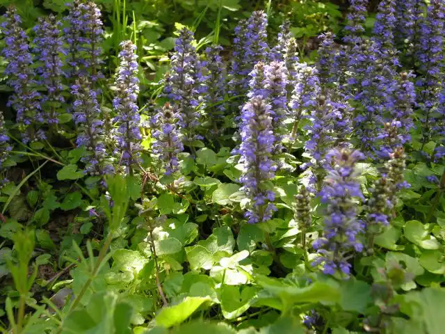 Живучка ползучая (Ajuga reptans)