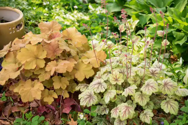 Гейхера (Heuchera)