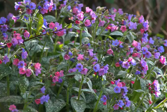 Медуница (Pulmonaria) 