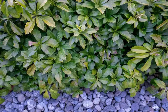 Пахизандра верхушечная (Pachysandra terminalis)