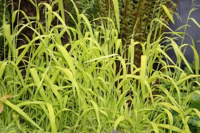Бор развесистый (Milium effusum)
