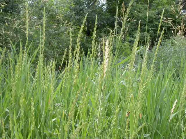 Пырей ползучий (Elymus repens)