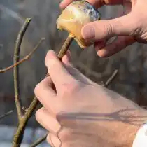 Обязательно обрабатываем все ветви, на которых производились срезы