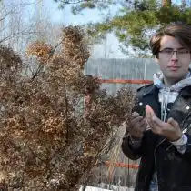 Срезаем соцветия прошлого сезона. Удаляем тонкие и слабые побеги в кроне