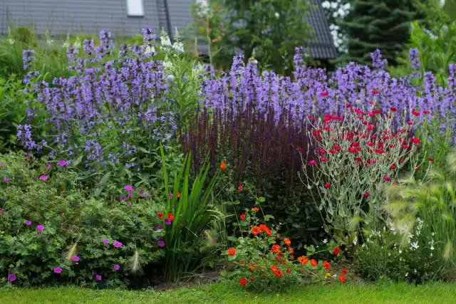 Шалфей мутовчатый в ландшафтном дизайне