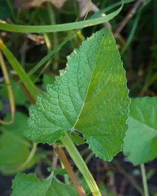 Лист шалфея мутовчатого