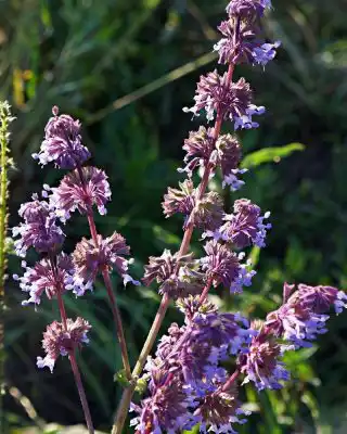 Соцветие шалфея мутовчатого