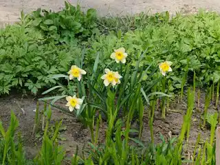 Пока хосты только распускают листву, цветник украшают луковичные