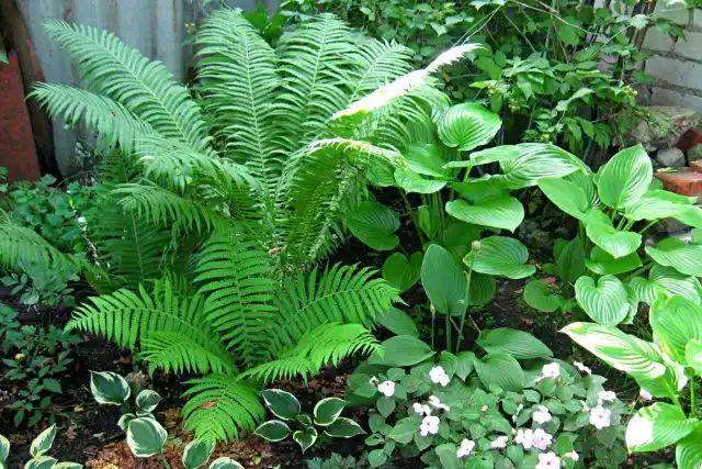 Папоротник — вертикальный акцент для хосты