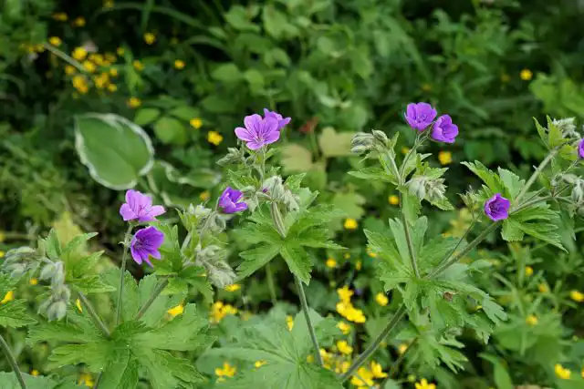 Герань украшает хостарник своим цветением
