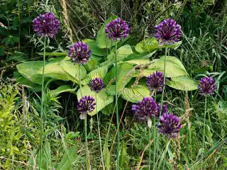 На солнечном месте можно добавить к хостам декоративный лук