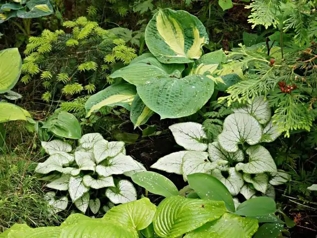 Серебристые листики бруннеры гармонируют с хостами