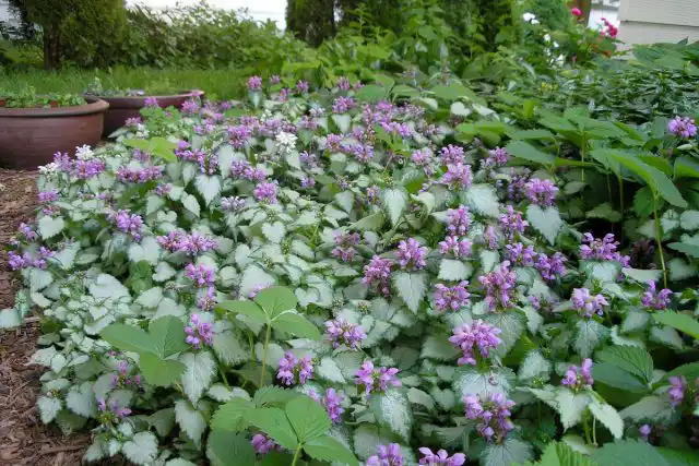 Яснотка — прекрасный почвопокровник, походящий для декорирования края цветника