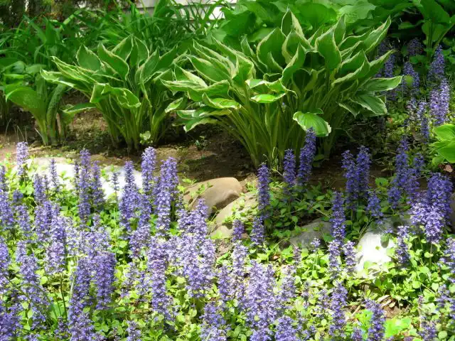 Живучка быстро заполнит пространство в тени сада и добавит яркости