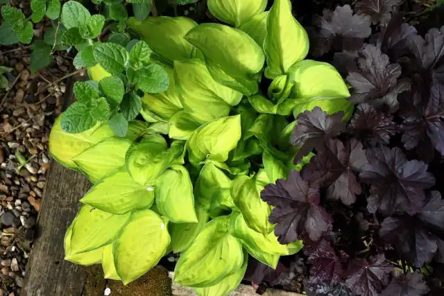 В хостарник можно посадить гейхеры с темными листьями для максимального контраста