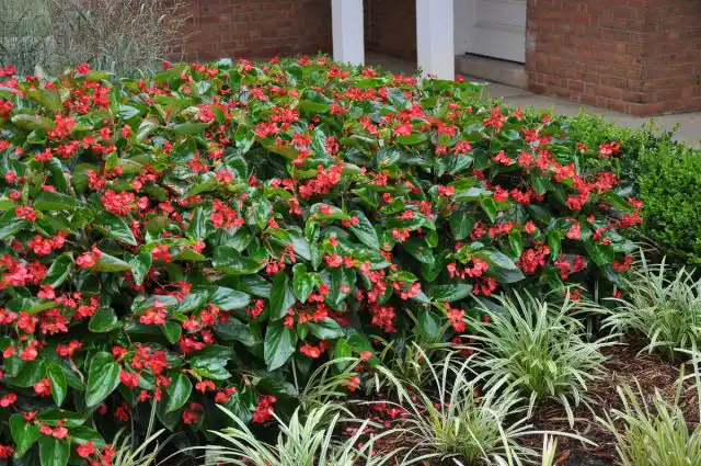 Бегония «Крыло дракона» имеет не только эффектные листья, но и красивые цветки