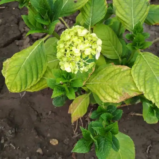 Хлороз у гортензий развивается в неподходящих условиях