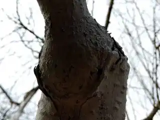 Наплыв при прививке абрикоса «за кору»