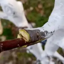 Вставленный черенок