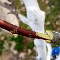 Черенок обрезан клином