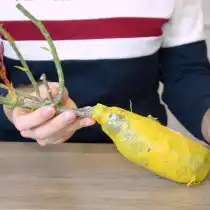 Освобождаем корневую систему от полиэтиленовой «обмотки» и осматриваем саженец