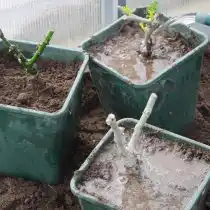 Обильно поливаем землю вокруг саженца