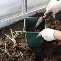 Саженец располагаем по центру горшка и засыпаем грунтом