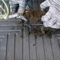 Освобождаем корни саженцев и удаляем ком земли