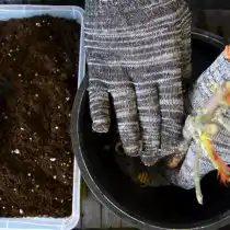 Обрезаем длинные корни и размещаем растение по центру в горшке