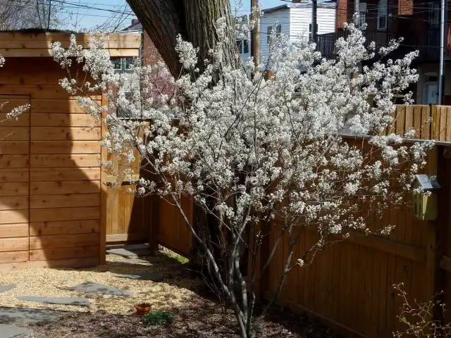 Ирга Ламарка (Amelanchier x grandiflora)