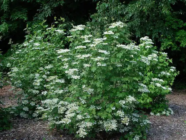 Калина обыкновенная (Viburnum opulus)