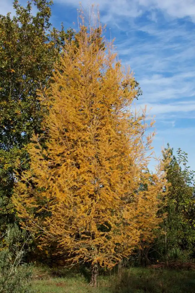 Лиственница европейская (Larix decidua)