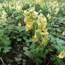 Хохлатка прицветниковая (Corydalis bracteata)
