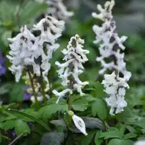 Хохлатка полая (Corydalis cava)