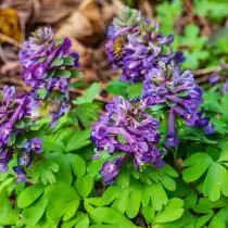 Хохлатка клубневая, или плотная (Corydalis solida)