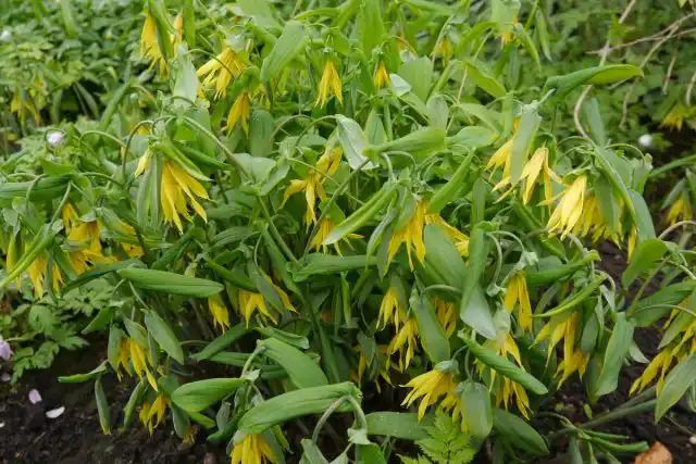 Увулярия крупноцветковая (Uvularia grandiflora)
