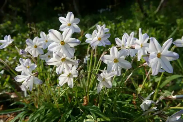 Ифейон одноцветковый (Ipheion uniflorum)