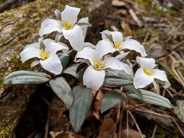 Триллиум снежный (Trillium nivale)