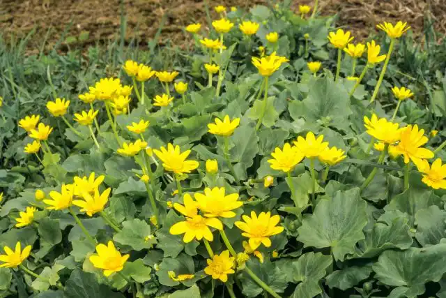 Чистяк весенний (Ficaria verna)