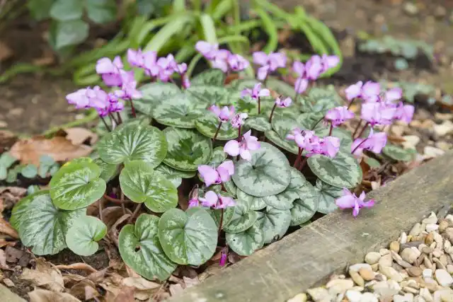 Цикламен косский (Cyclamen coum)