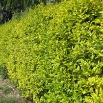 Бирючина овальнолистная (Ligustrum ovalifolium), сорт «Ауреум» (Aureum)