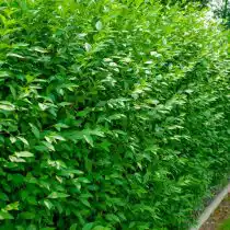 Бирючина обыкновенная (Ligustrum vulgare)