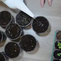 Землю в емкостях с рассадой для пикировки полить за 2 часа до пересадки или накануне вечером