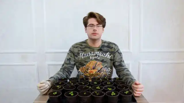 Пікірування петуній: навіщо