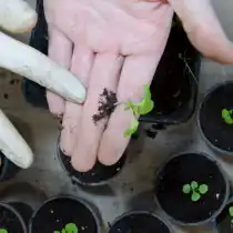 Сделать прищипку – отрезать ножницами 2/3 корня. Можно просто оторвать часть корня пальцами