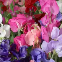 Душистый горошек (Lathyrus odoratus), сорт «Парфюм Делайт» (Perfume Delight)