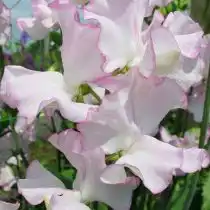 Душистый горошек (Lathyrus odoratus), сорт «Квин оф Хартс» (Queen of Hearts)