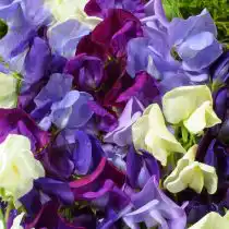 Душистый горошек (Lathyrus odoratus), сорт «Дживелс оф Альбион» (Jewels of Albion)